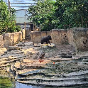 Rimbula - Asian elephant enclosure