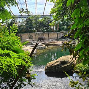 Rimbula - Asian elephant enclosure