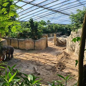 Rimbula - Asian elephant enclosure