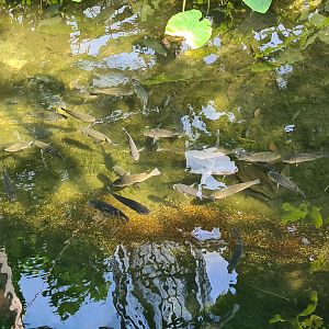 Rimbula - Longfin tilapias