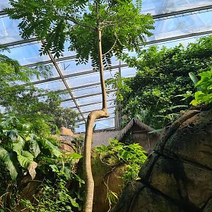 Rimbula - Interestingly grown tree on Lemur island