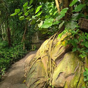 Rimbula - Lemur island