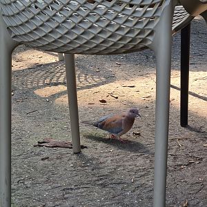 Rimbula - Free-roaming laughing dove