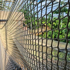 Rimbula - Jungle trail