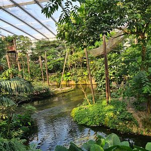 Rimbula - Spider monkey islands from Jungle trail