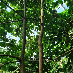 Rimbula - Free-roaming giant land snails