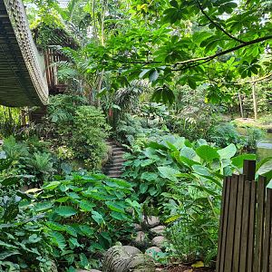 Rimbula - Stepping stones in Jungle trail