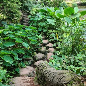 Rimbula - Stepping stones in Jungle trail