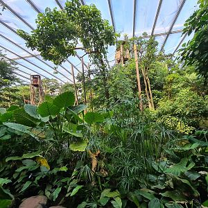 Rimbula - View of Spider monkey islands from Stepping stones