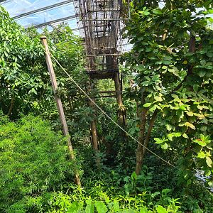 Rimbula - Gibbon island