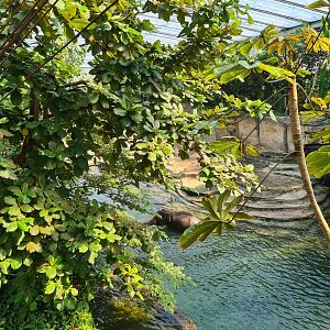 Rimbula - Asian elephant eating off the Gibbon island