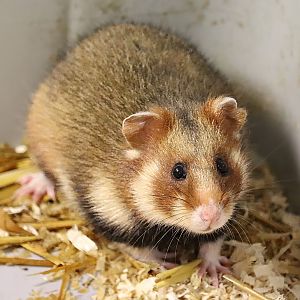 Common hamster (Cricetus cricetus)