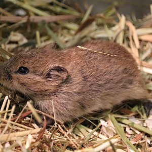 Brandt's vole (Lasiopodomys brandtii)