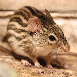 Barbary striped grass mouse (Lemniscomys barbarus)