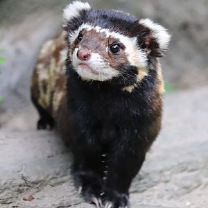 Marbled polecat (Vormela peregusna)