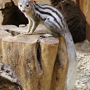 Grandidier's mongoose (Galidictis grandidieri)