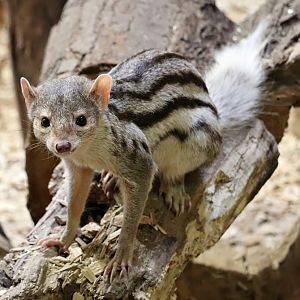 Grandidier's mongoose (Galidictis grandidieri)