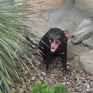 Tasmanian Devil - Zooparc de Beauval - 08/2021