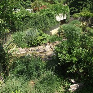 Tasmanian Devils' outdoor enclosure - Zooparc de Beauval - 06/2023
