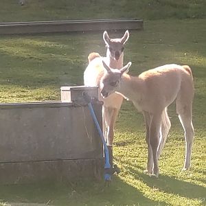 Young Guanacos  3/9/23