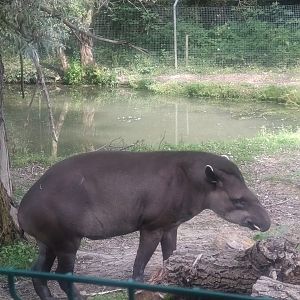 Tapir 3/9/23