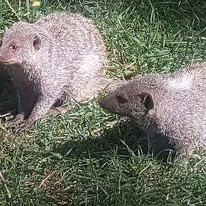 Banded mongoose 3/9/23