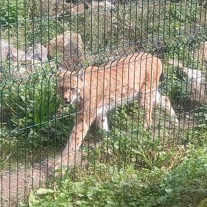 Carpathian Lynx male 3/9/23