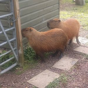 Capybara 3/9/23