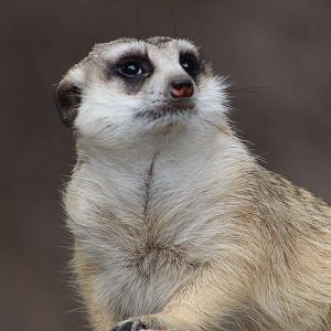 Meerkat