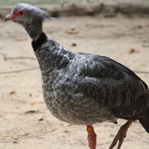Southern Screamer