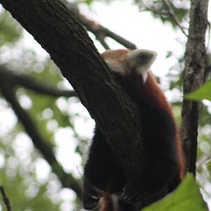Himalayan red panda