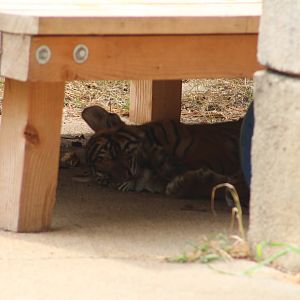 Baby Sumatran tiger
