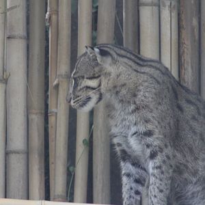 Fishing cat
