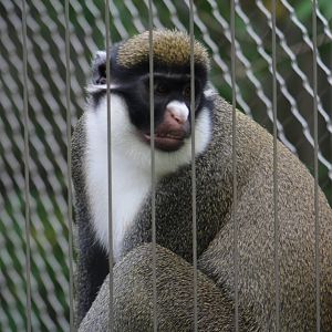 Lesser spot-nosed monkey