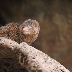 Dwarf Mongoose
