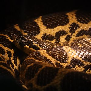 Yellow Anaconda