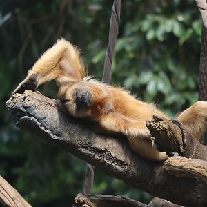 Female Howler Monkey