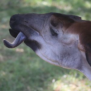 Okapi