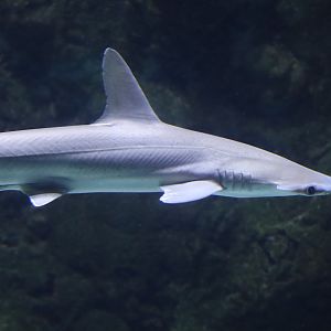 Bonnethead Shark