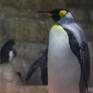 King Penguin