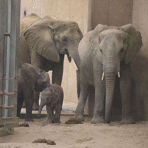 Baby Elephants!