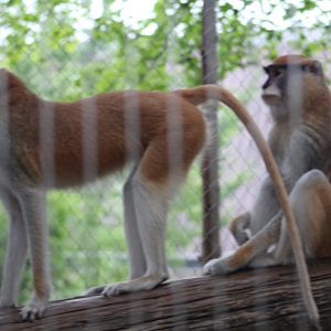 Patas monkeys