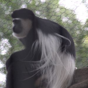 Black-and-white colobus