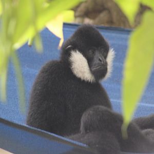 White-cheeked gibbon