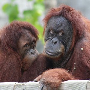 Orangutans