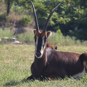 Sable Antelope