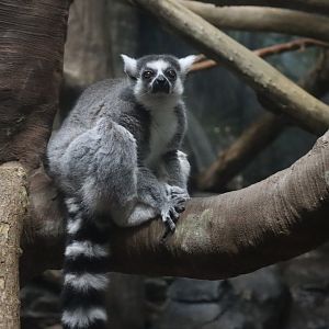 Ring Tailed Lemur