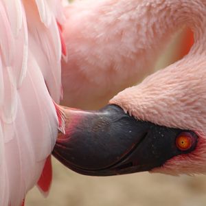 Lesser flamingo