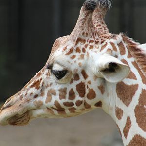 Reticulated giraffe