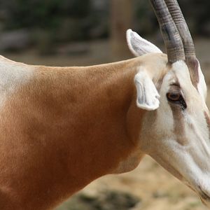 Scimitar-horned oryx